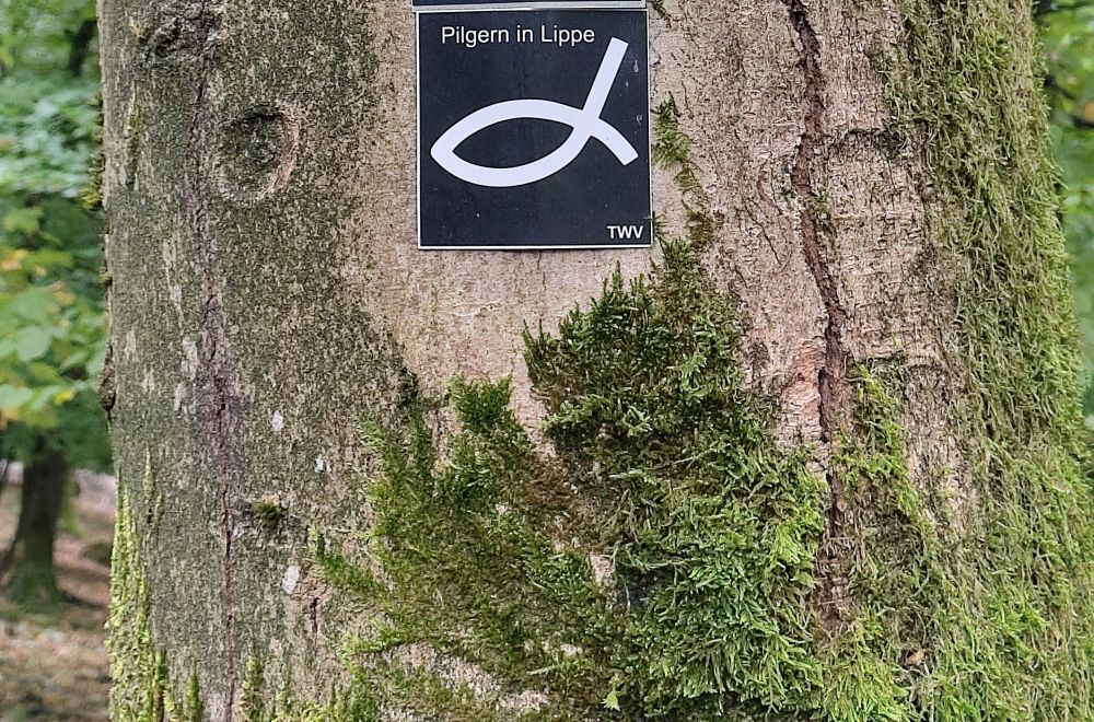 Dicker bemooster Baumstamm, an dem das Symbol für Pilgern in Lippe hängt. Ein stilisierter weißer Fisch auf schwarzem Untergrund. 