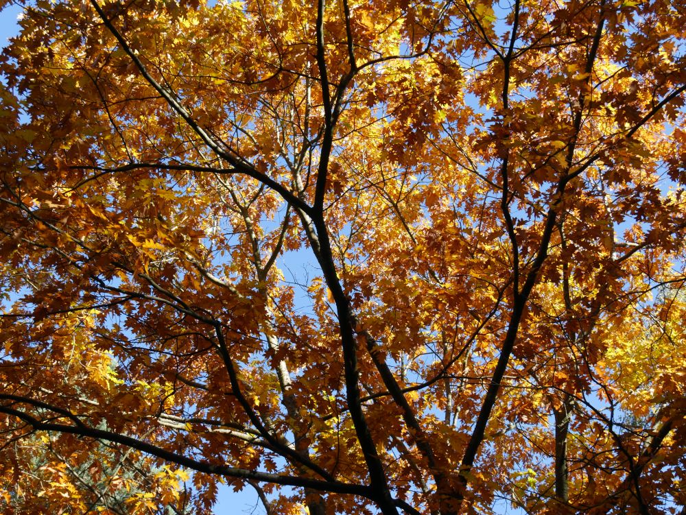 Pilgern im Herbst